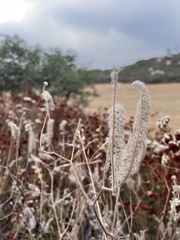 Phacelia cicutaria