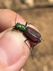 Cicindela splendida