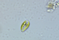 Cryptista