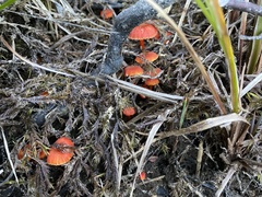 Hygrocybe substrangulata