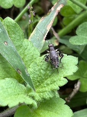 Dianemobius fascipes nigrofasciatus