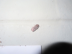 Parabagrotis insularis