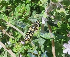Simosyrphus grandicornis