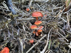 Hygrocybe substrangulata