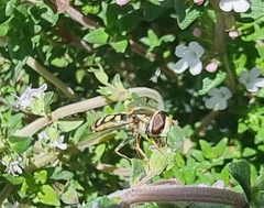 Simosyrphus grandicornis