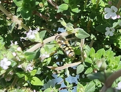 Simosyrphus grandicornis