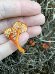 Hygrocybe substrangulata