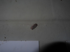 Parabagrotis insularis