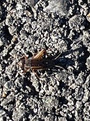 Allonemobius fasciatus