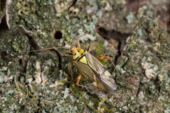 Rhabdomiris striatellus