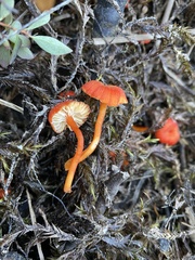 Hygrocybe substrangulata