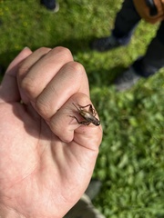 Loxoblemmus arietulus