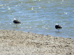 Recurvirostra andina