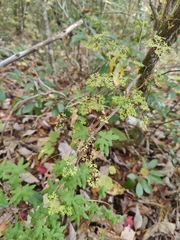 Lygodium palmatum