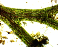Ceratophyllum