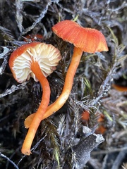 Hygrocybe substrangulata