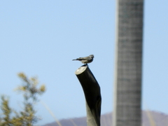 Geospizopsis unicolor