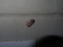 Parabagrotis insularis