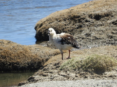 Oressochen melanopterus