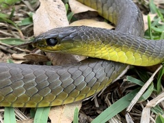Dendrelaphis punctulatus