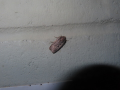 Parabagrotis insularis