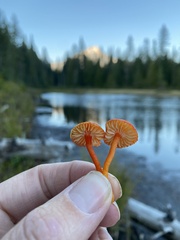 Hygrocybe substrangulata