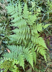Macrothelypteris torresiana