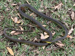 Dendrelaphis punctulatus