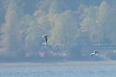 Hydrocoloeus minutus