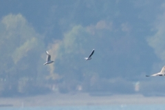 Hydrocoloeus minutus