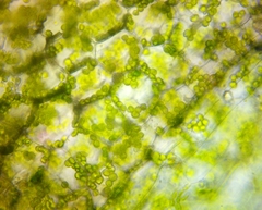Ceratophyllum
