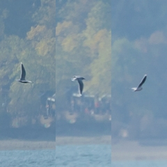 Hydrocoloeus minutus