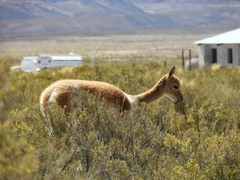 Vicugna vicugna