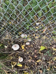 Chlorophyllum brunneum