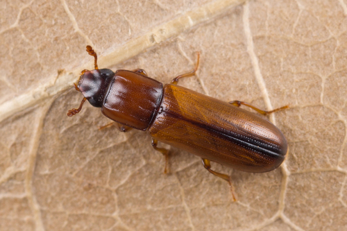 Dermeste à tête noire