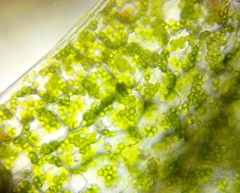 Ceratophyllum