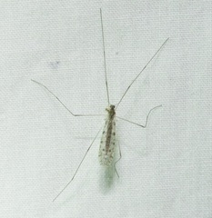 Rhipidia maculata