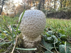 Amanita chrysoblema