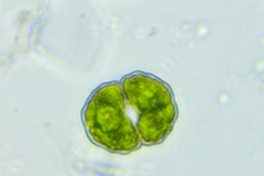 Cosmarium