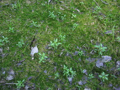 Proserpinaca palustris