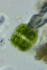 Cosmarium