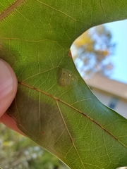 Taphrina caerulescens
