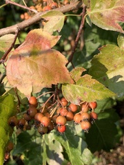 Crataegus phaenopyrum