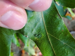 Taphrina caerulescens