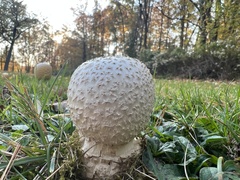 Amanita chrysoblema