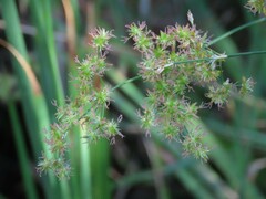 Juncus xiphioides