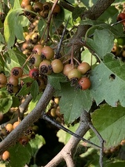 Crataegus phaenopyrum