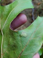 Taphrina caerulescens
