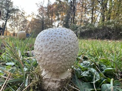 Amanita chrysoblema