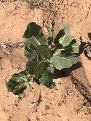Asclepias arenaria